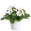 Gerber's  flowers in a flowerpot isolated on a white background.