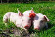 Ferkel im Gras