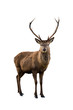 Deer portrait