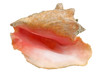 Foto: Conch - Bahamas Conch - Bahamas