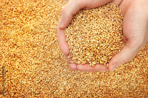 Photo: man hands with grain, on wheat background man hands with grain, on wheat background