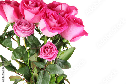 Photo: Beautiful pink roses close-up isolated on white Beautiful pink roses close-up isolated on white