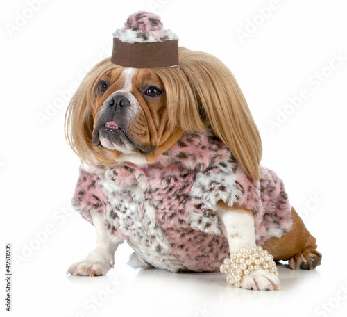 Photo: female bulldog female bulldog