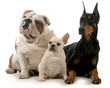three dogs
