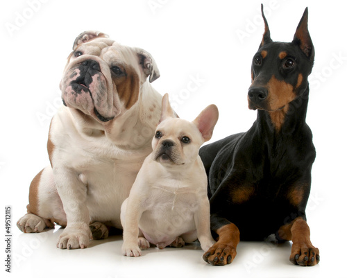 Photo: three dogs three dogs