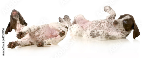 Photo: puppies playing puppies playing