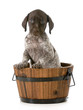 puppy bath