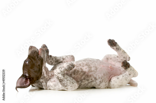 Photo: playful puppy playful puppy