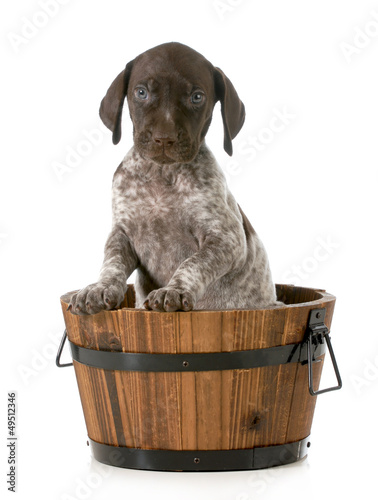 Photo: puppy bath puppy bath