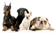 four dogs