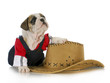 country dog