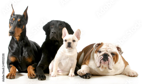 Photo: four dogs four dogs