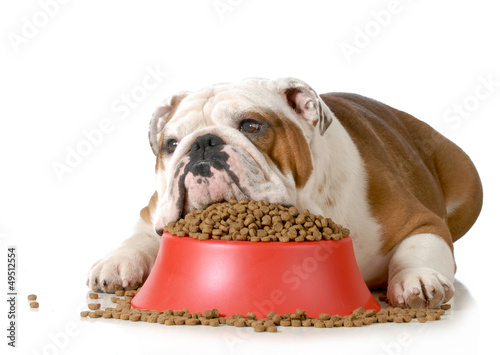 Photo: sick dog sick dog