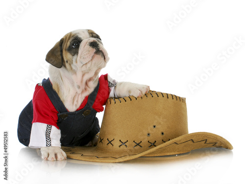 Photo: country dog country dog
