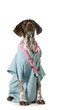 german shorthaired pointer vet