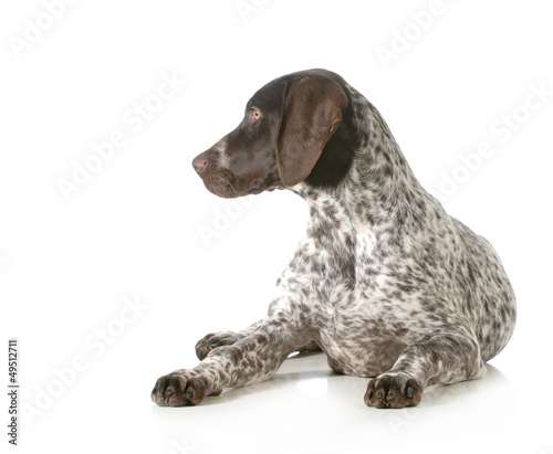 Photo: german shorthaired pointer german shorthaired pointer