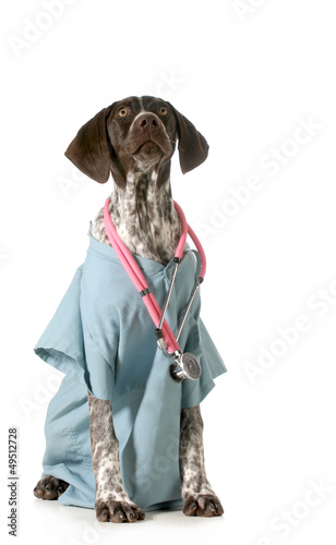 Photo: german shorthaired pointer vet german shorthaired pointer vet