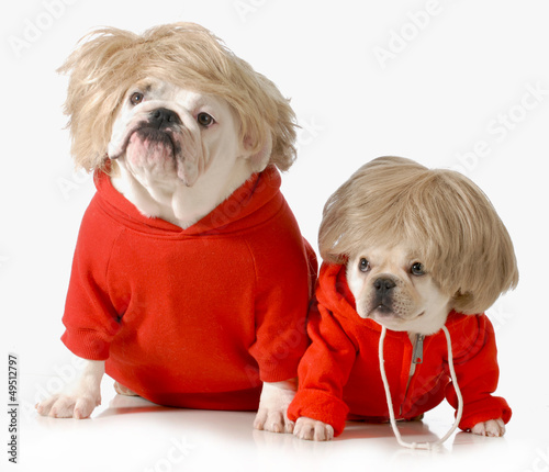 Photo: cute dogs cute dogs