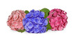 hortensias de 3 couleurs