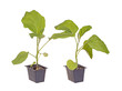 Two eggplant seedlings ready for transplanting