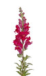 Single stem of red shapdragon flowers isolated on white