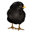 Vektor: realistic black Chick, vector realistic black Chick, vector