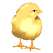 Vektor: realistic Yellow Chick, vector realistic Yellow Chick, vector