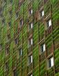 Green ecological building