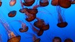Video: beautiful jelly fishes in the ocean beautiful jelly fishes in the ocean