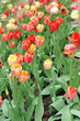 Red And Yellow Tulips Red And Yellow Tulips