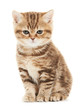 British Shorthair kitten cat isolated