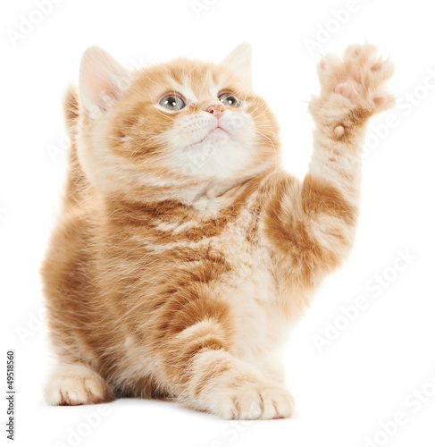 Photo: British playing kitten cat isolated British playing kitten cat isolated