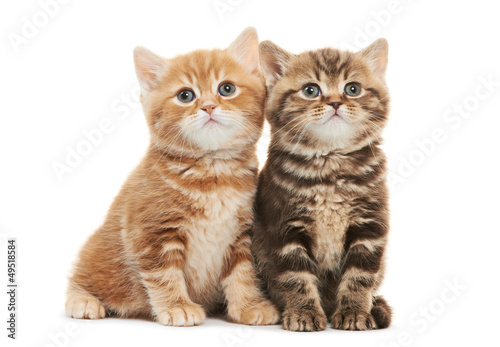 Photo: Two British Shorthair kitten cat isolated Two British Shorthair kitten cat isolated