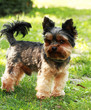 Yorkshire terrier