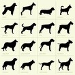 Different breeds of dogs