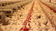 Chicken Farm, Poultry