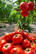 ripe tomatoes in greenhouse