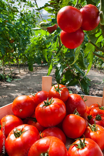 Photo: ripe tomatoes in greenhouse ripe tomatoes in greenhouse