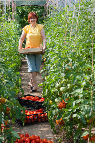 Photo: Woman picking tomatoes in greenhouse Woman picking tomatoes in greenhouse