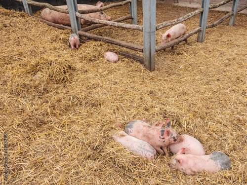 Photo: Newborn pigs in an outside stable Newborn pigs in an outside stable