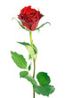 red rose