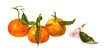 Tangerines