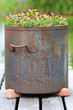 pansies in a metal pot