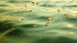 leaves floating on the waves