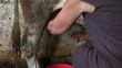 milking a cow manually in a stable