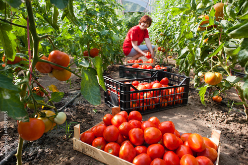 Photo: Woman picking fresh tomatoes in greenhouse Woman picking fresh tomatoes in greenhouse