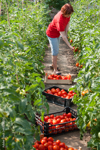 Photo: Woman picking fresh tomatoes Woman picking fresh tomatoes