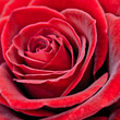 rote Rose