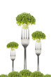 Broccoli isolated on a white background