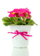 Beautiful pink primula in flowerpot, isolated on white
